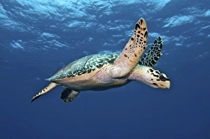 Hawksbill Sea Turtle in mid-water in the Caribbean Sea Hawksbill Sea Turtle in mid-water in the Caribbean Sea