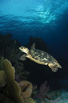 Hawksbill sea turtle swimming over reef, Belize Hawksbill sea turtle swimming over reef, Belize