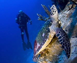 Hawksbill turtle resting on a reef outcrop, Solomon Islands Hawksbill turtle resting on a reef outcrop, Solomon Islands
