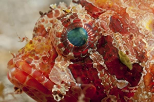 Head detail of a red dwarf lionfish with green eye, North Sulawesi Head detail of a red dwarf lionfish with green eye, North Sulawesi