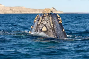 Animal Themes Photography Prints: Top of the head, seen from behind
