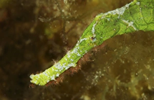 Headshot of a green helimeda ghost pipefish, North Sulawesi Headshot of a green helimeda ghost pipefish, North Sulawesi