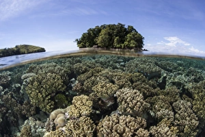 A healthy coral reef grows in the Solomon Islands A healthy coral reef grows in the Solomon Islands