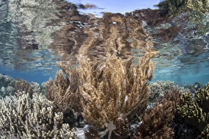 A healthy and diverse coral reef grows in Raja Ampat, Indonesia A healthy and diverse coral reef grows in Raja Ampat, Indonesia