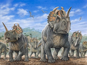Paleozoology Artwork Prints: A herd of Centrosaurus dinosaurs