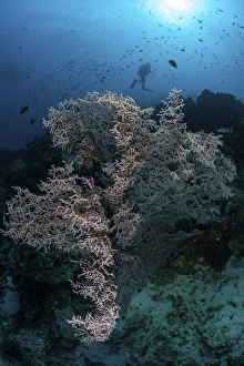 A huge gorgonian grows on a reef in Komodo National Park, Indonesia A huge gorgonian grows on a reef in Komodo National Park, Indonesia
