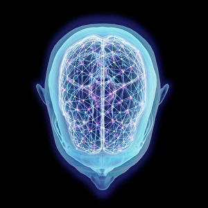 Human Brain Structure Prints: Human head and brain with network nodes