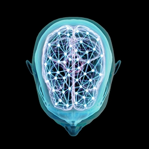 Human Brain Structure Prints: Human head and brain with network nodes
