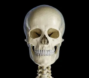 Biomedical Artwork Prints: Human skull viewed from the front