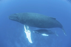 A humpback whale mother and calf in the Caribbean Sea A humpback whale mother and calf in the Caribbean Sea