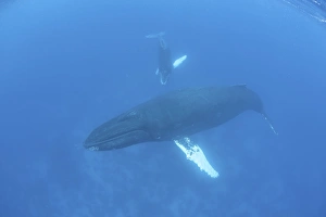 Humpback whales swim in the clear waters of the Caribbean Sea Humpback whales swim in the clear waters of the Caribbean Sea