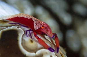 Imperator Commensal Shrimp on Eyed Sea Cucumber Imperator Commensal Shrimp on Eyed Sea Cucumber