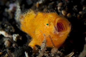 A juvenile hairy frogfish, Lembeh Strait, Indonesia A juvenile hairy frogfish, Lembeh Strait, Indonesia