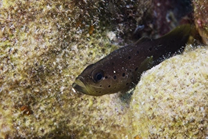Jvenille Spotted Soapfsh, Bonaire, Caribbean Netherlands Jvenille Spotted Soapfsh, Bonaire, Caribbean Netherlands