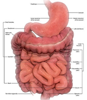 Human Digestive System Print