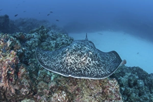 A large black-blotched stingray near Cocos Island, Costa Rica A large black-blotched stingray near Cocos Island, Costa Rica