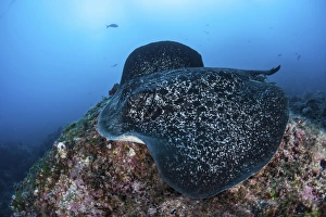 A large black-blotched stingray swims over the rocky seafloor A large black-blotched stingray swims over the rocky seafloor
