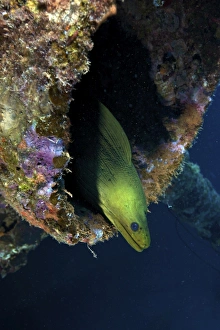 A large Green Moray eel within the Hilma Hooker shipwreck A large Green Moray eel within the Hilma Hooker shipwreck