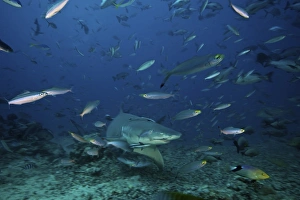 A large Lemon Shark searches for food on the sea floor, Fiji A large Lemon Shark searches for food on the sea floor, Fiji