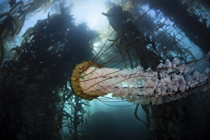 A large lions mane jellyfish swims in a kelp forest A large lions mane jellyfish swims in a kelp forest