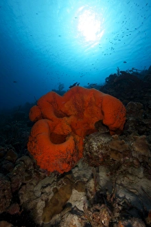 A large orange elephant ear sponge on a reef A large orange elephant ear sponge on a reef