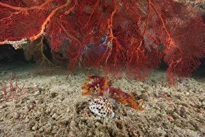 A large red gorgonian sea fan and tiger cowrie in waters off Fiji A large red gorgonian sea fan and tiger cowrie in waters off Fiji