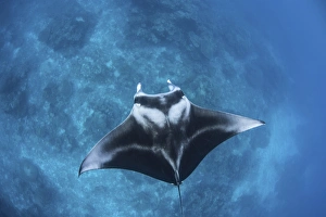 A large reef manta ray swims through clear water in Raja Ampat A large reef manta ray swims through clear water in Raja Ampat