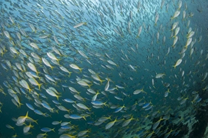 Very large school of blue and yellow fusilier fish Very large school of blue and yellow fusilier fish