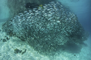 A large school of scad in the Solomon Islands A large school of scad in the Solomon Islands