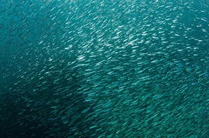 Indonesia Sea Life Prints: A large school of slender silversides