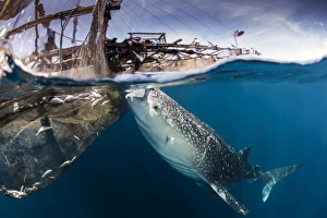 A large whale shark siphoning water from under a bagan in Indonesia A large whale shark siphoning water from under a bagan in Indonesia