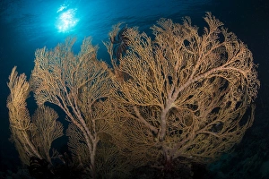 Large yellow brown gorgonian sea fan profiled against sunburst Large yellow brown gorgonian sea fan profiled against sunburst