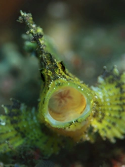 Leaf scorpionfish with open mouth, North Sulawesi, Indonesia Leaf scorpionfish with open mouth, North Sulawesi, Indonesia