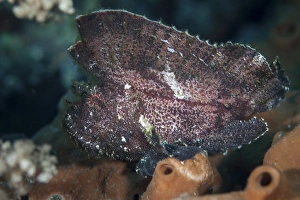 A leaf scorpionfish on a reef in Komodo National Park, Indonesia A leaf scorpionfish on a reef in Komodo National Park, Indonesia