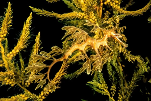 Camouflaged Sea Creatures Prints: A leafy sea dragon, Phycodurus eques