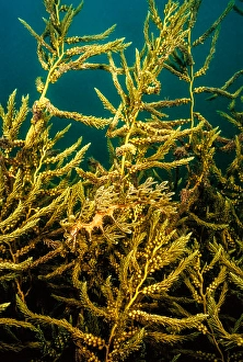 Syngnathidae Family Fish Prints: A leafy sea dragon, Phycodurus eques
