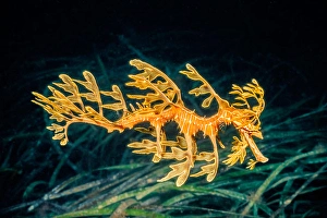 Actinopterygii Fish Prints: A leafy sea dragon, Phycodurus eques