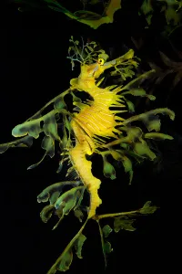 Sea Life Images Prints: Leafy seadragon (Phycodurus eques)