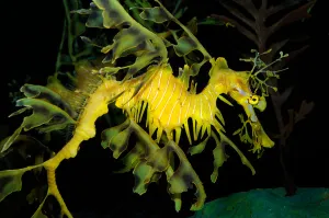 Underwater Sea Life Prints: Leafy seadragon (Phycodurus eques)