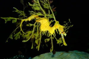 Sea Life Images Prints: Leafy seadragon (Phycodurus eques)