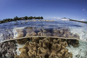 Leather corals grow in the shallow waters in the Solomon Islands Leather corals grow in the shallow waters in the Solomon Islands