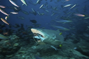 Lemon Shark chomps down on a large tuna head, Fiji Lemon Shark chomps down on a large tuna head, Fiji