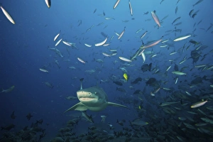 Lemon Shark swims through a school of reef fish, Fiji Lemon Shark swims through a school of reef fish, Fiji