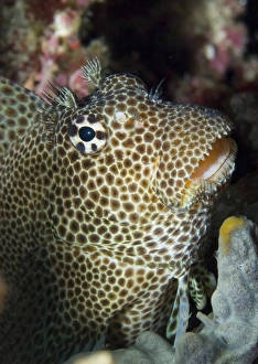 Leopard blenny perched on coral, Papua New Guinea Leopard blenny perched on coral, Papua New Guinea