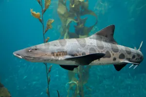 Aquarium Fish Prints: Leopard shark