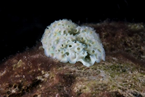 Lettuce Sea Slug, Bonaire, Caribbean Netherlands Lettuce Sea Slug, Bonaire, Caribbean Netherlands