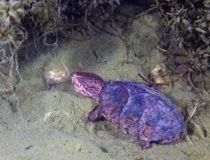 Images Dated 2011: Loggerhead Musk Turtle Print: Nighttime Scene in Shallow Freshwaters