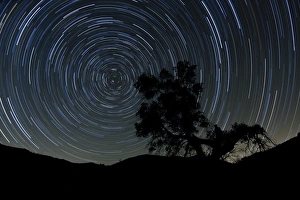 A lone oak tree silhouetted against a backdrop of star trails A lone oak tree silhouetted against a backdrop of star trails