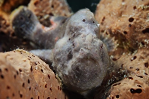 Longlure Frogfish, Bonaire, Caribbean Netherlands Longlure Frogfish, Bonaire, Caribbean Netherlands