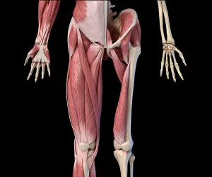 Human Anatomy Prints: Low section front view of human limbs
